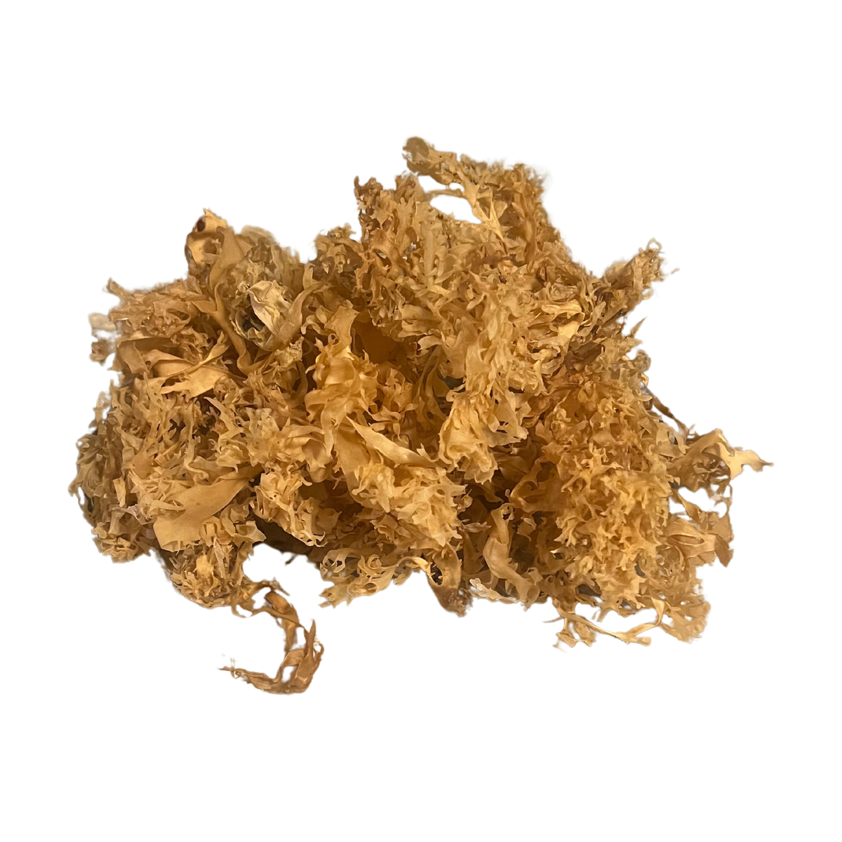 Gold Chondrus Crispus Sea Moss